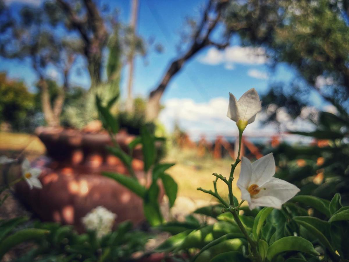 Grove Cottage: Immersed In Nature & Close To Town Citta della Pieve Ngoại thất bức ảnh